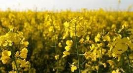 Simulador de Canola