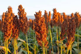 Simulador de Sorgo